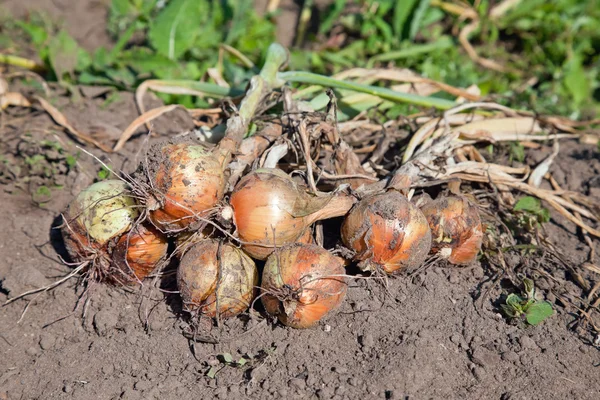 Cebollas orgánicas recién cavadas secándose en la superficie del suelo —  Fotos de Stock