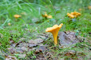 Cantharellus cibarius çim