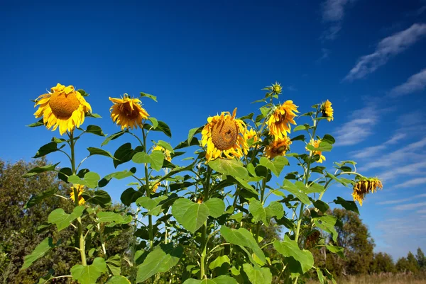 Schöne Sonnenblumen auf dem Feld — Stockfoto