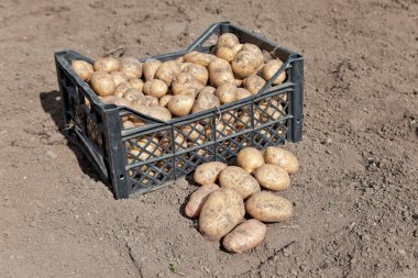 patates hasadı