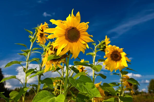 Beautiful sunflowers in the field — Stock Photo, Image