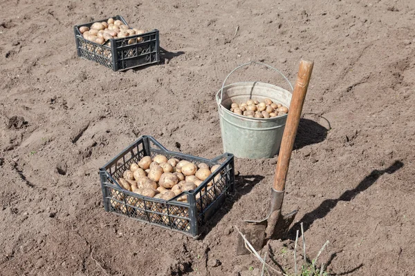 Récolte des pommes de terre — Photo