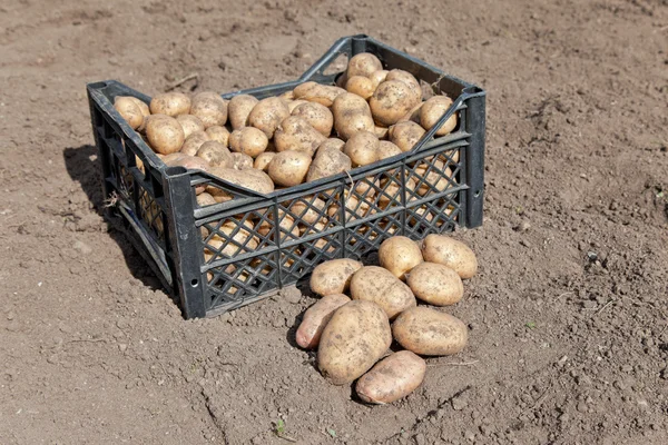 stock image Harvesting potatoes