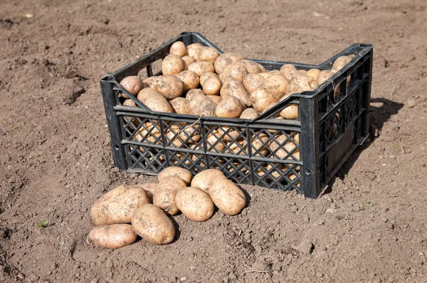 stock image Harvesting potatoes