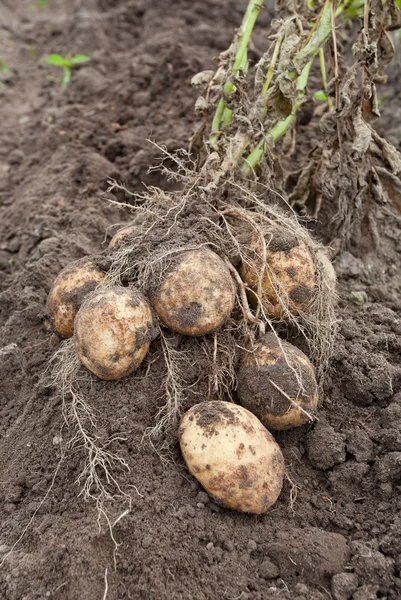 Batatas de colheita — Fotografia de Stock