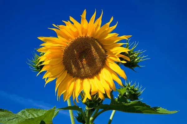 Bliska słonecznika na tle błękitnego nieba — Zdjęcie stockowe