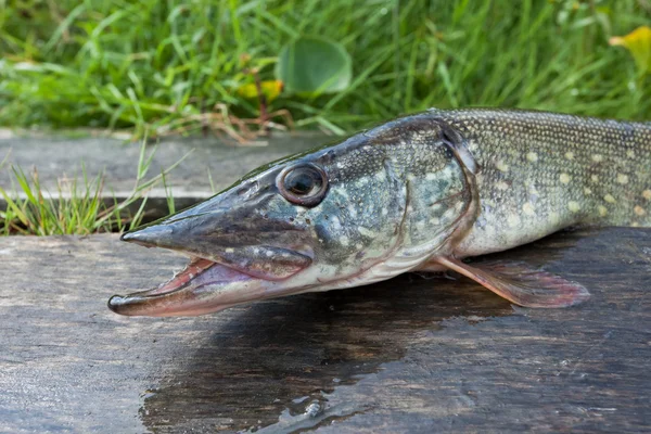 Surowy, świeżych ryb (szczupak) — Zdjęcie stockowe
