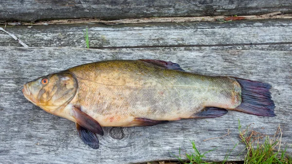 stock image Tench. A fish close up.