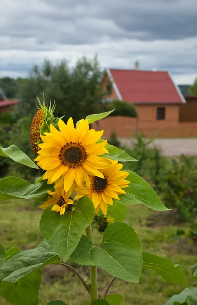 stock image Sunflower during summer