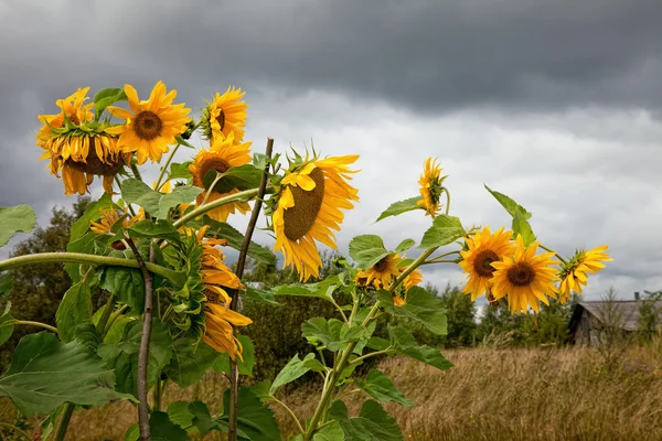 Sommerlandschaft mit Sonnenblumen — Stockfoto