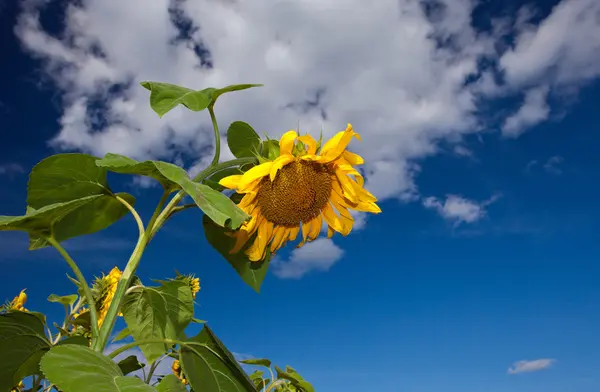 Nahaufnahme von Sonnenblumen vor blauem Himmel — Stockfoto