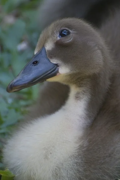 Duckling — Stock Photo, Image