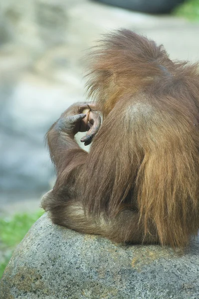 Детеныш орангутанга сидящий на камне — Stok fotoğraf