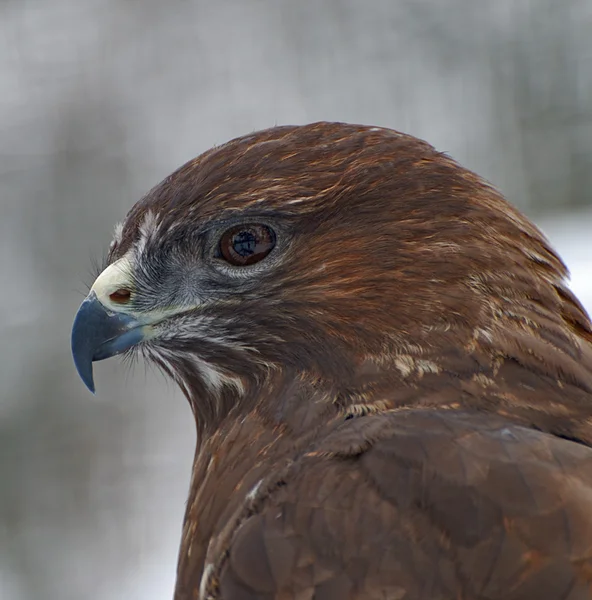 stock image Eagle close up