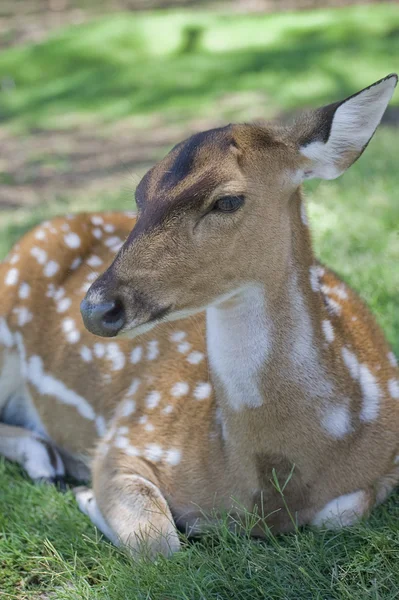 stock image Java deer