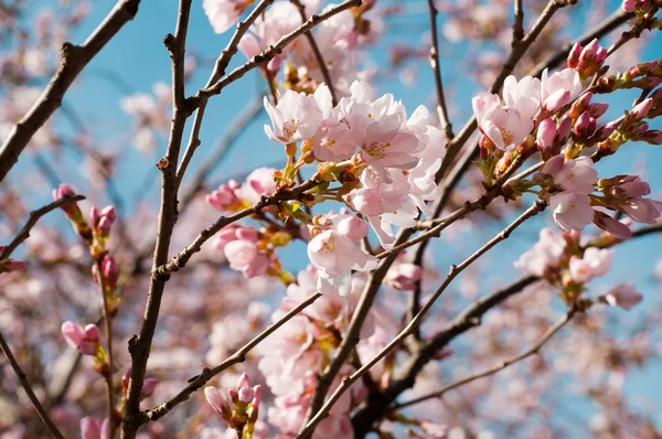 stock image Pink cherry blossom