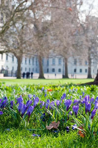 stock image Crocus on green grass