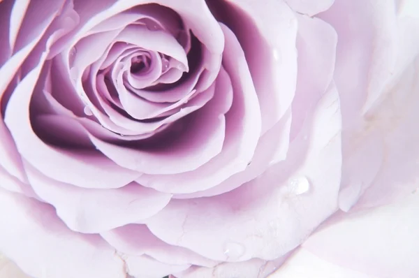 Rosas pastel sombra — Fotografia de Stock