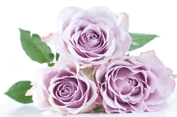 Pastel shade roses — Stock Photo, Image