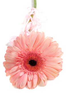 pembe gerbera