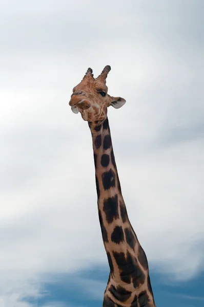 Giraf — Stockfoto