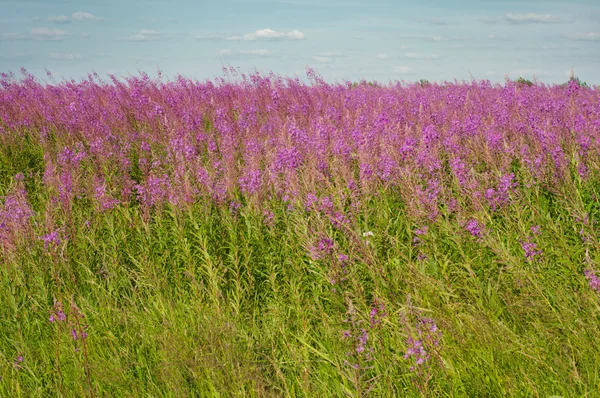 stock image Beautiful field view