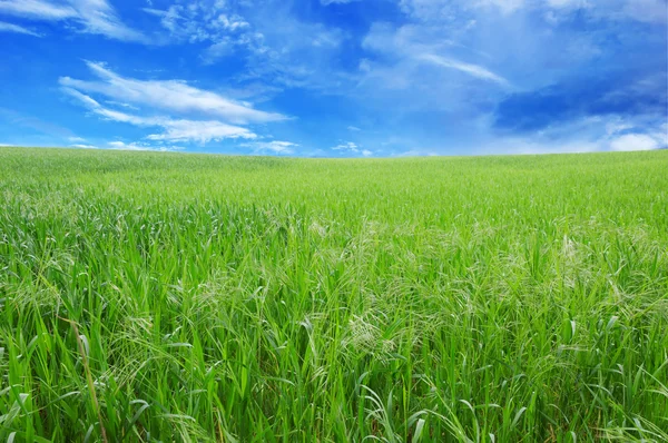 年轻的小麦和蓝蓝的天空 — 图库照片