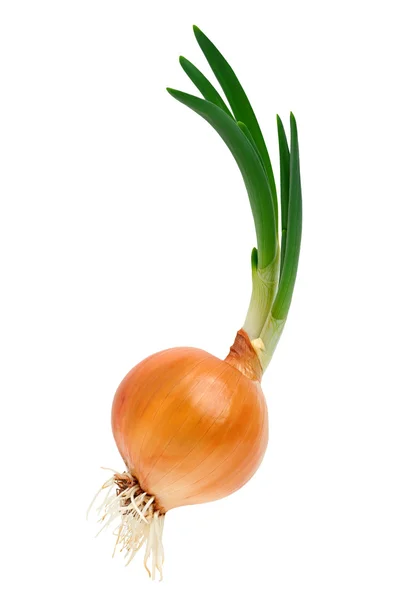 Sprouting onions Stock Picture