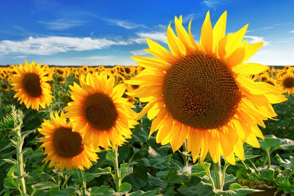 Sunflowers against the blue sky — Stock Photo, Image