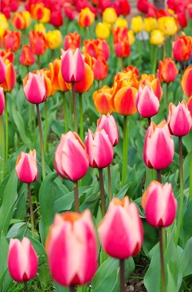 stock image Multi-colored tulips on a bed