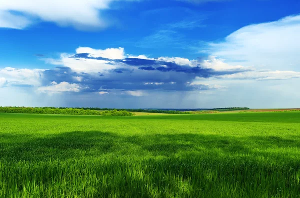 Kış buğday mavi gökyüzü — Stok fotoğraf