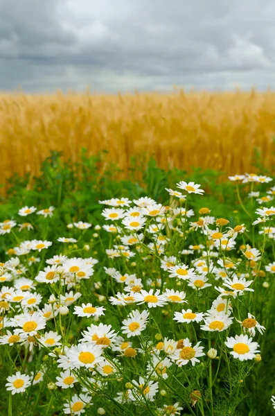 stock image Camomile, wheaten field and the storm sky