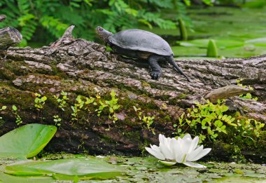 bir nehir üzerinde Terrapin