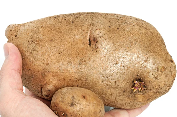 Riesenkartoffel — Stockfoto