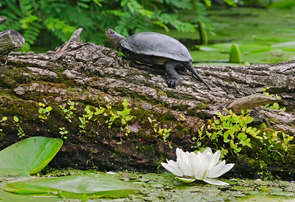 Черепаха на річці — стокове фото