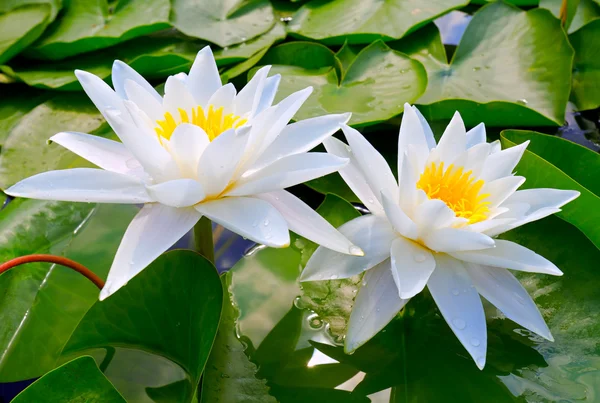 Dvě bílé lilie — Stock fotografie