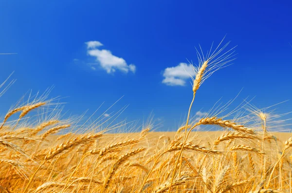 Золотые колосья пшеницы — стоковое фото