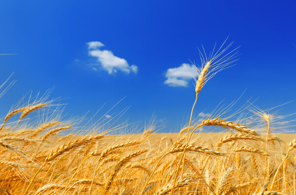 золотые колосья пшеницы
