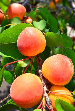 Ripe apricots grow on a branch