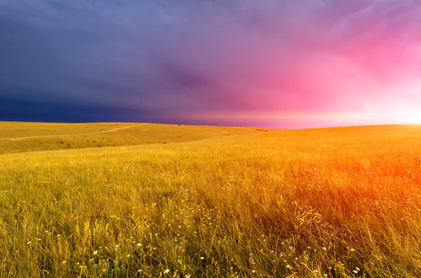 Sunset over a field — Stock Photo, Image