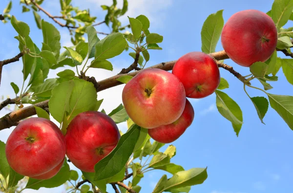 Яблоки на ветке — стоковое фото