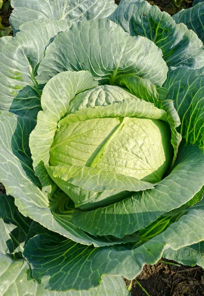 stock image Cabbage on a field