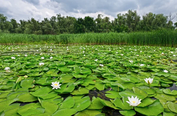 Rybník s bílé lilie — Stock fotografie