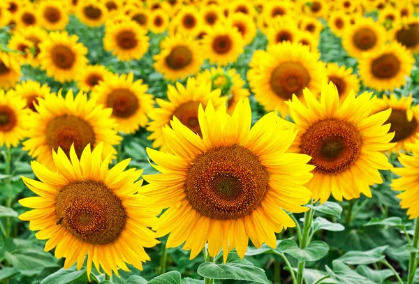 Sunflowers on a field — Stock Photo, Image