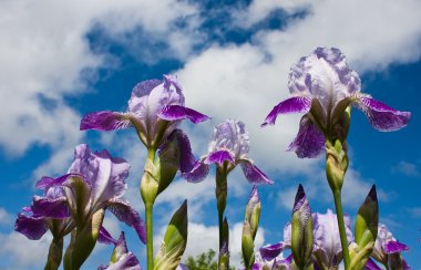 Close up of blooming Irises clipart