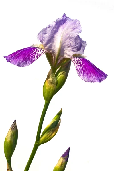 Le bel iris barbu isolé sur blanc — Photo
