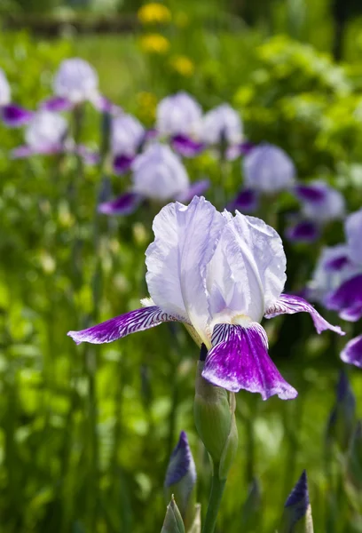 Iris florecientes — Foto de Stock