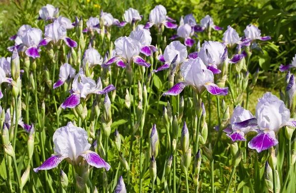 Iris florecientes —  Fotos de Stock