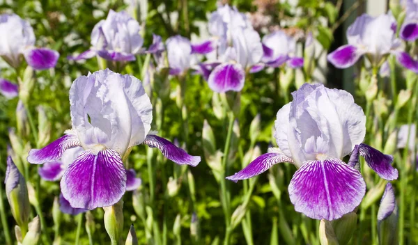 Blommande Iris — Stockfoto