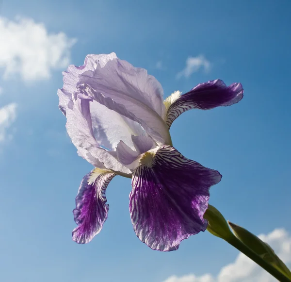 Primer plano de Iris floreciente —  Fotos de Stock